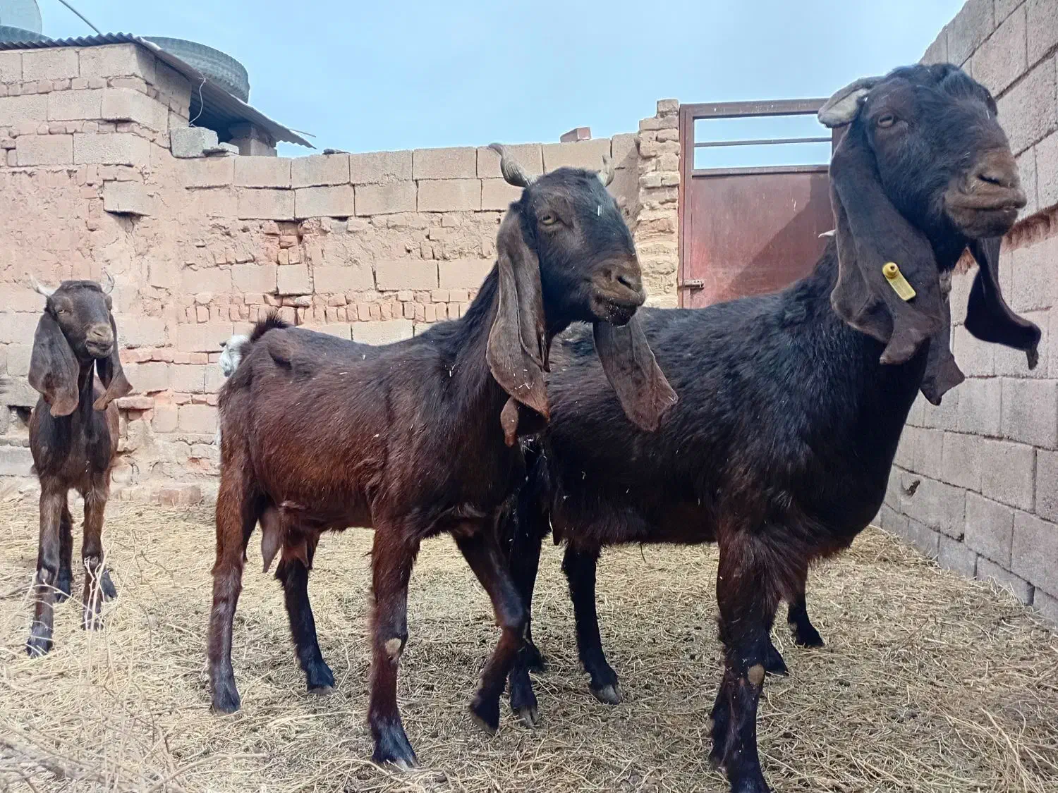 بز و کره میش|حیوانات مزرعه|چترود, |دیوار
