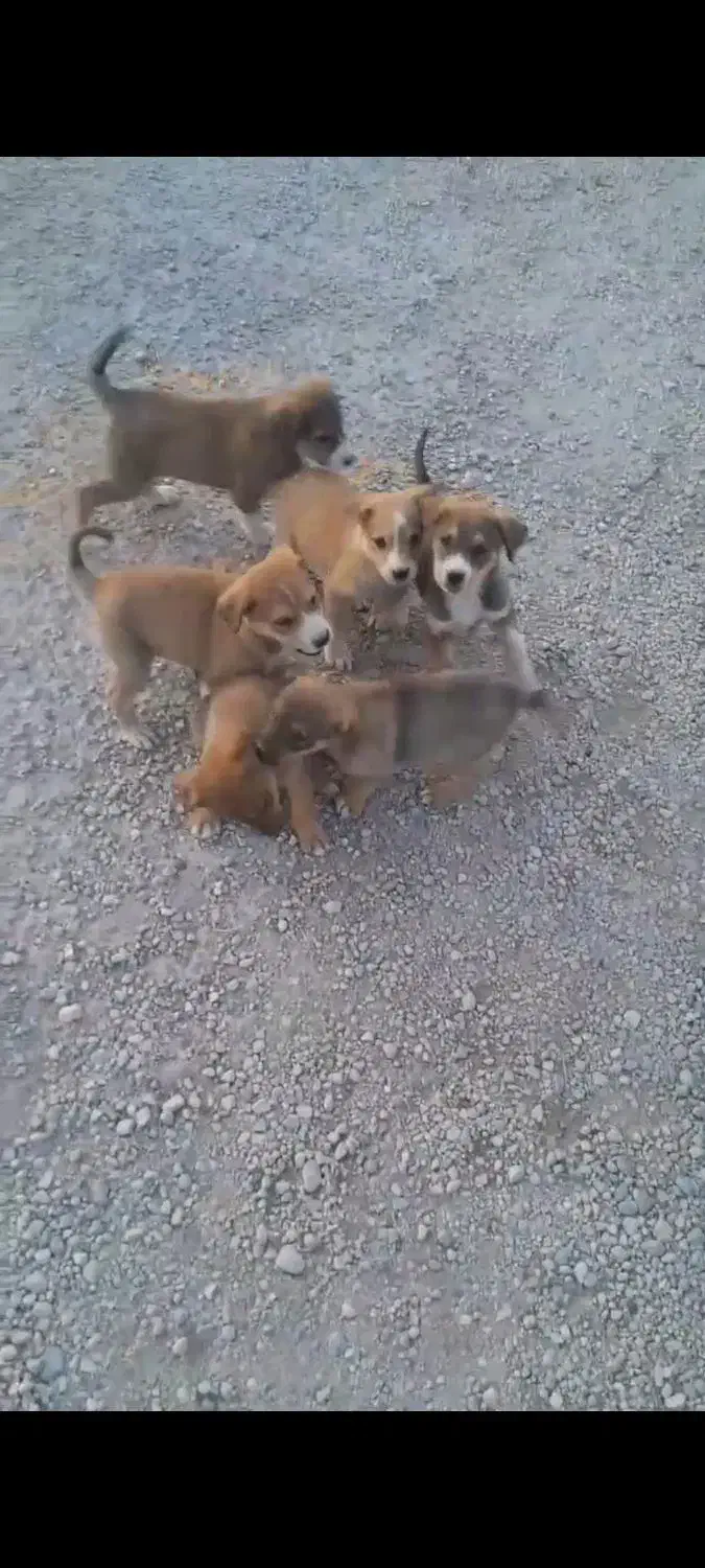 تیله سگ|سگ|خرم‌آباد, |دیوار