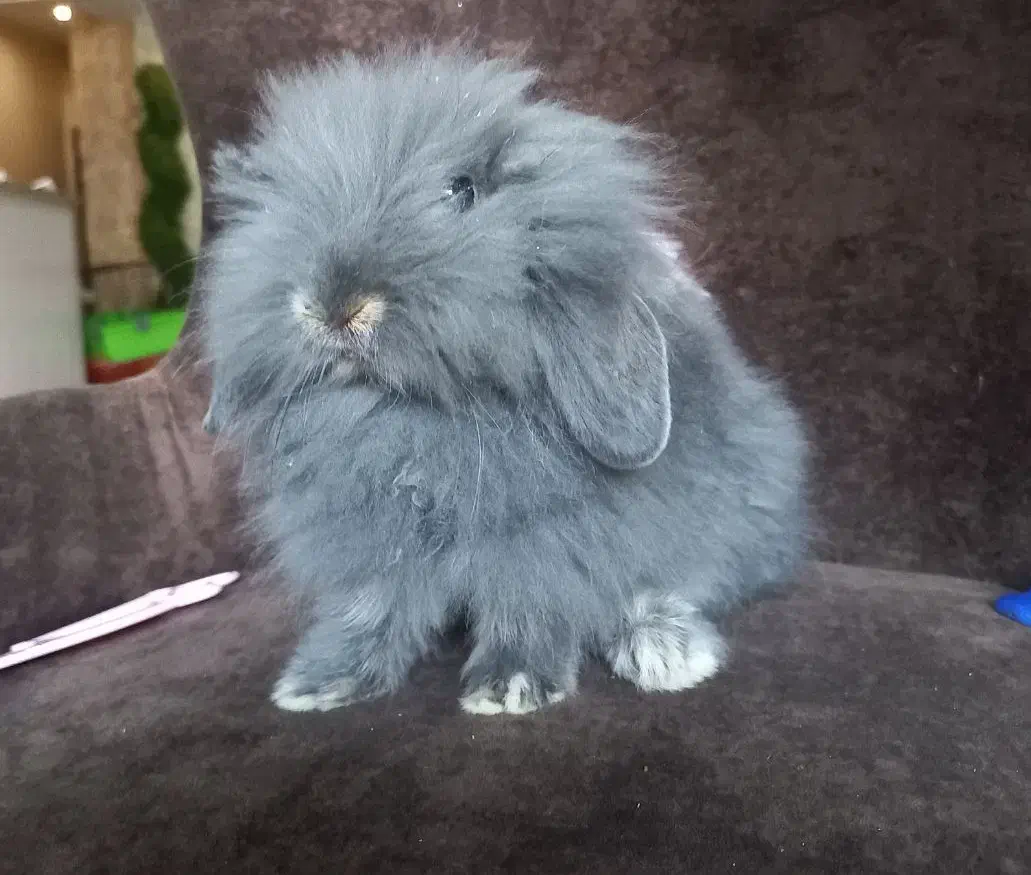 خرگوش مینی لوپ نرنژادو رنگ خاص(گلشهر کرجم)|موش و خرگوش|تهران, شهرک آزمایش|دیوار