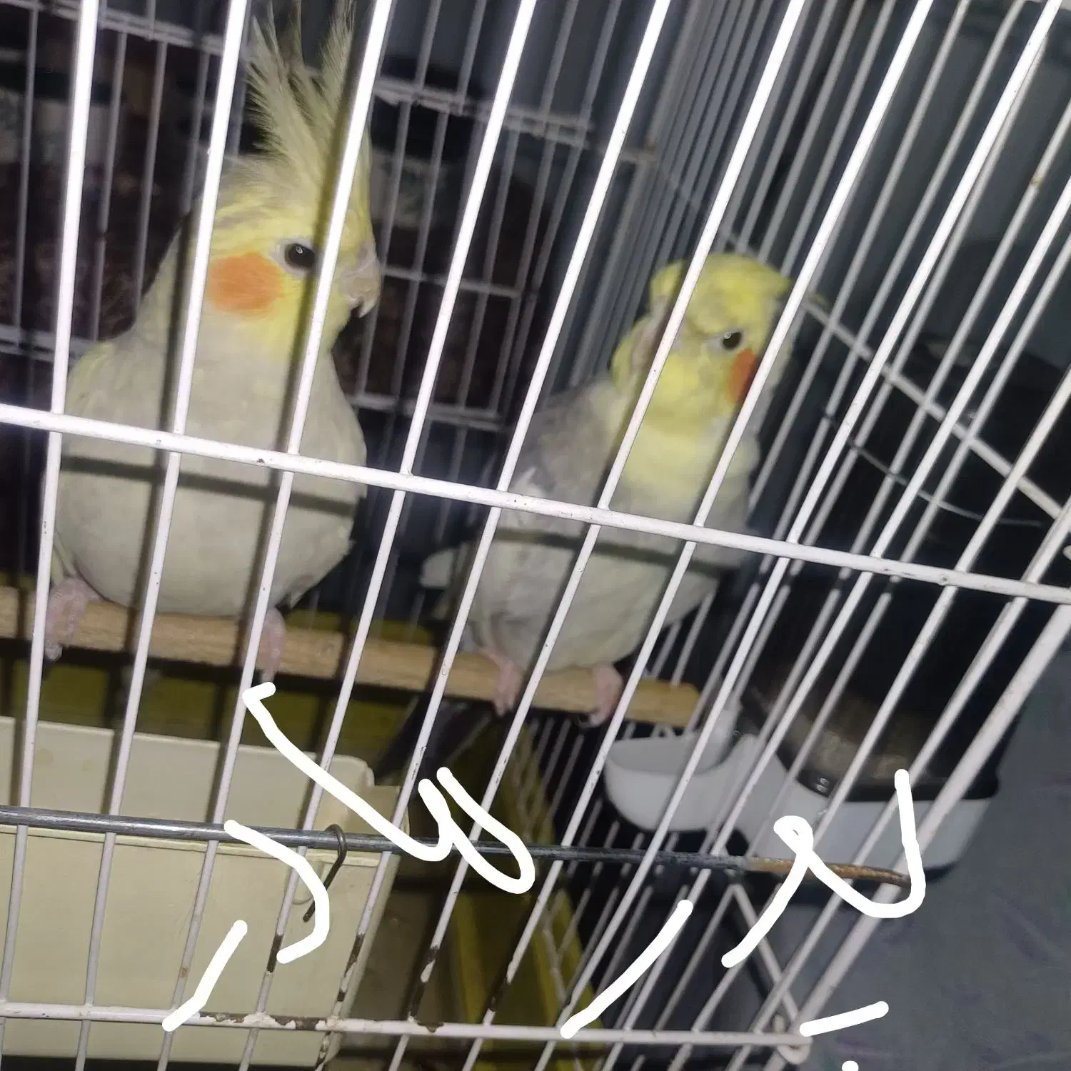 عروس هلندی|پرنده|ملایر, |دیوار