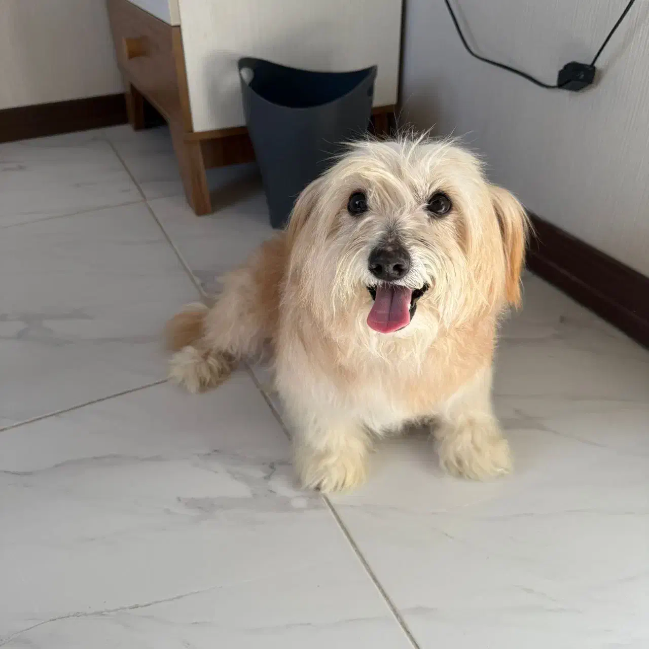 پیدا شده|سگ|قزوین, |دیوار