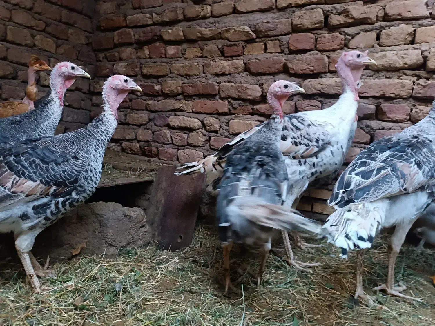 بوقلمون|حیوانات مزرعه|بم, |دیوار