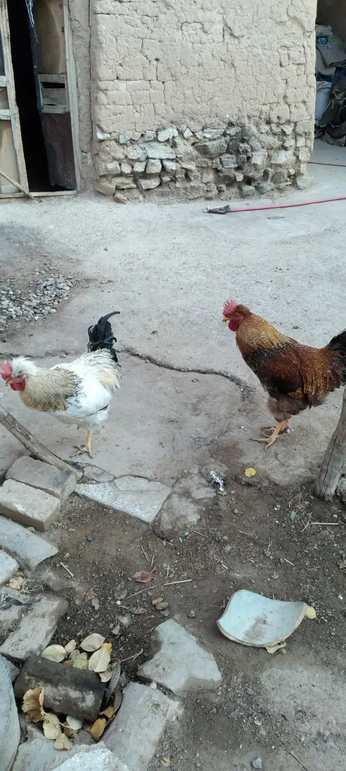 خروس|حیوانات مزرعه|بروجرد, |دیوار