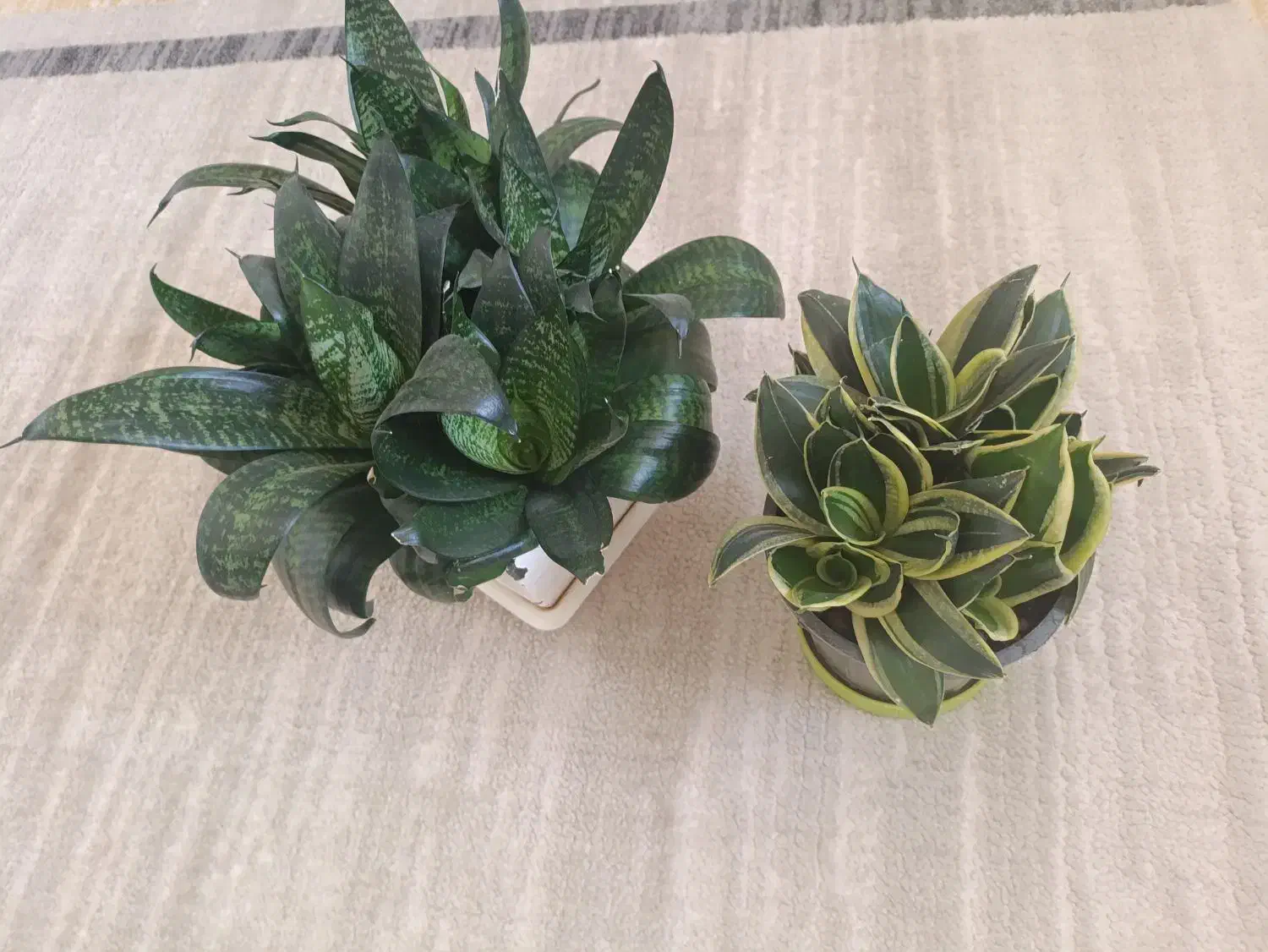 گل طبیعی|گل و گیاه طبیعی|سنندج, |دیوار