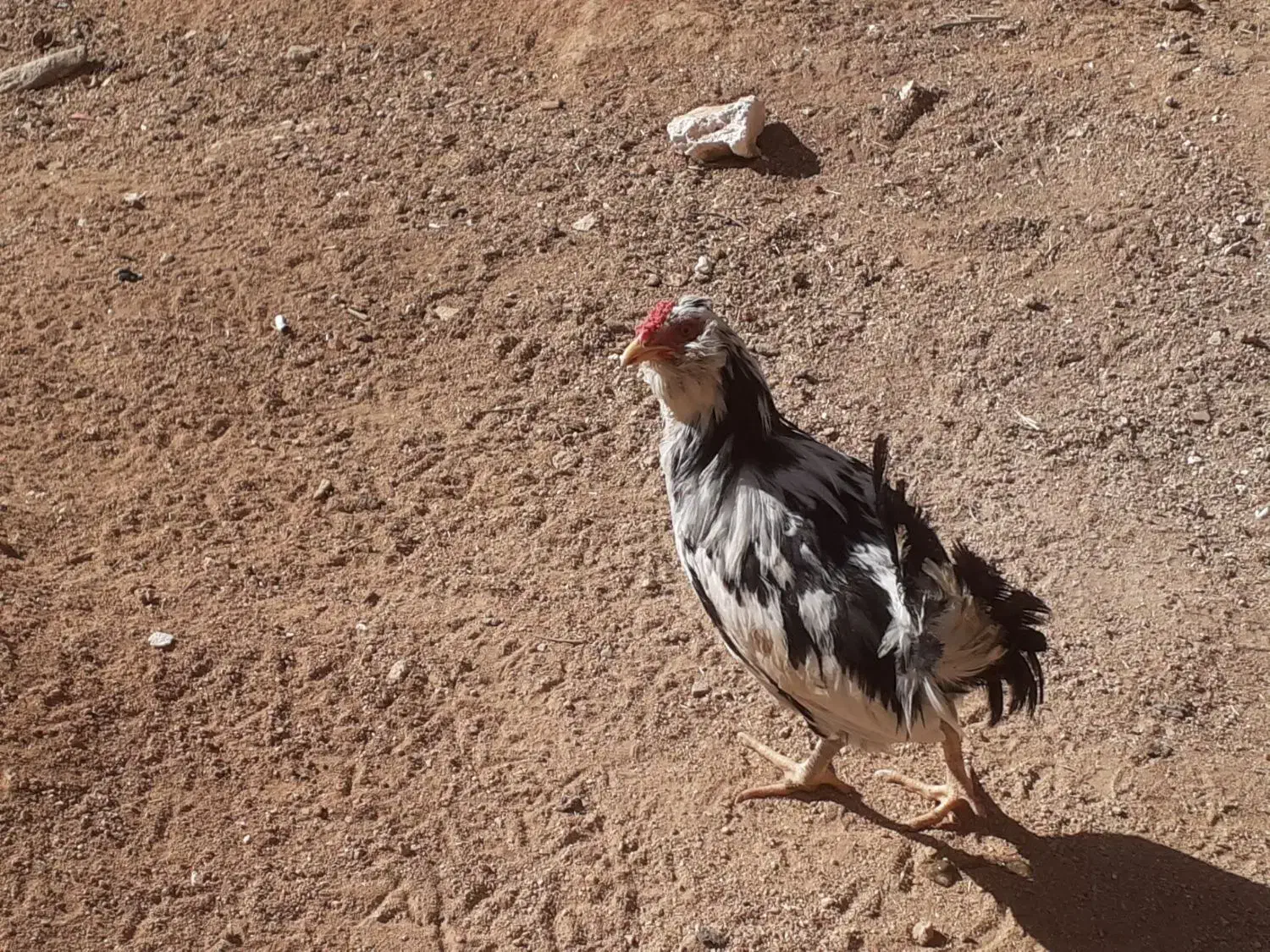 خروس اصل گلین|حیوانات مزرعه|سربند, |دیوار