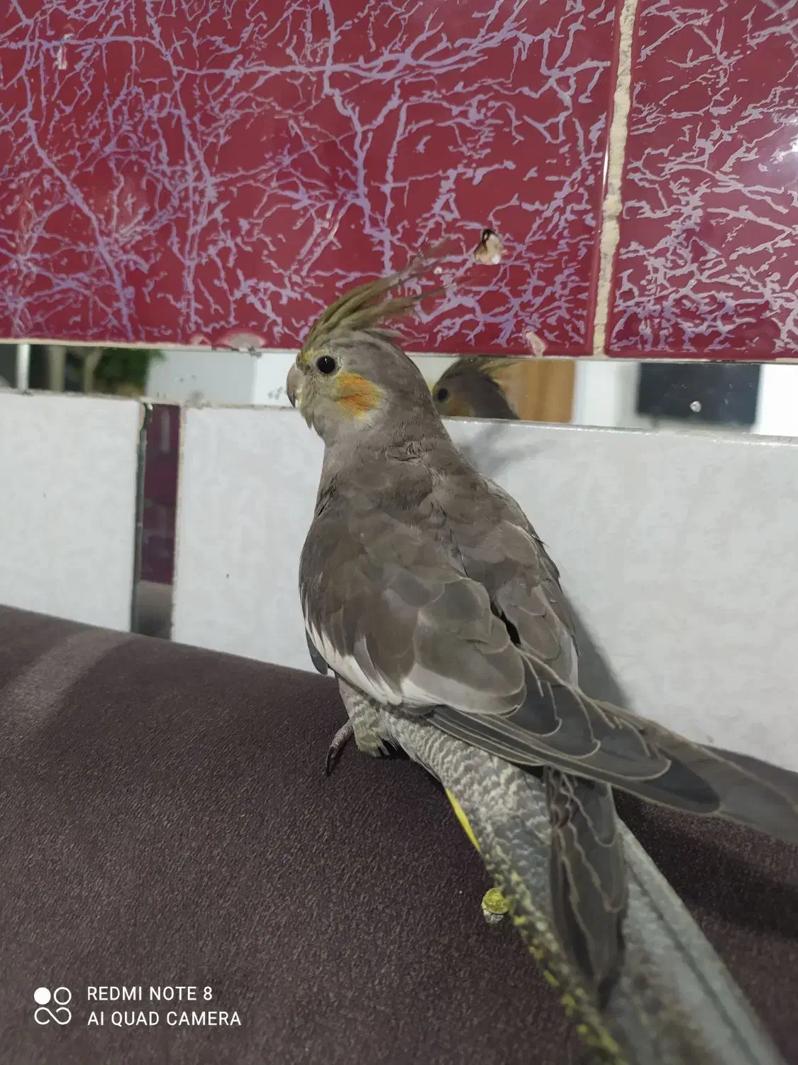 عروس هلندی دستی|پرنده|اسدآباد, |دیوار