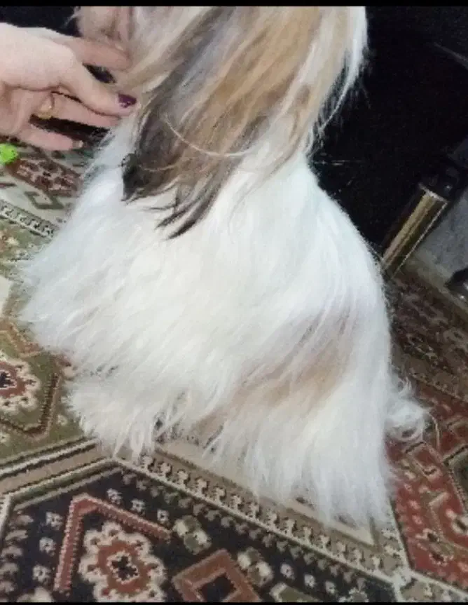 شیتزو سوپر فلت|سگ|تربت‌حیدریه, اندیشه|دیوار