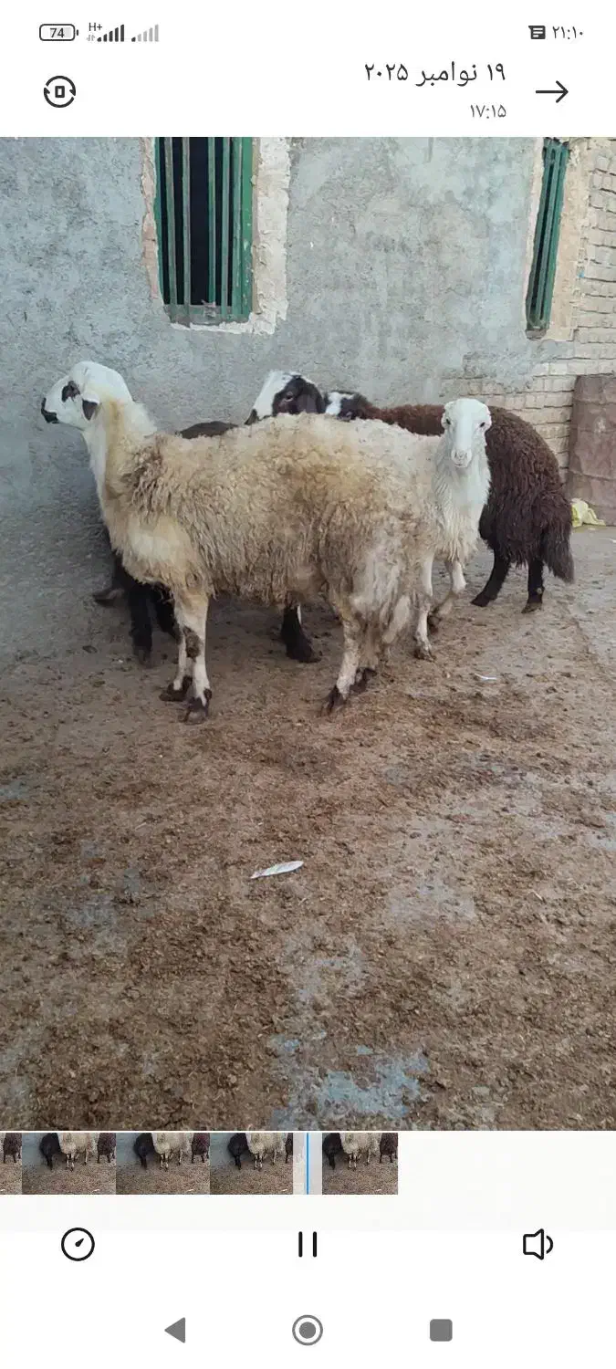 بره نر|حیوانات مزرعه|فیروزآباد (لرستان), |دیوار