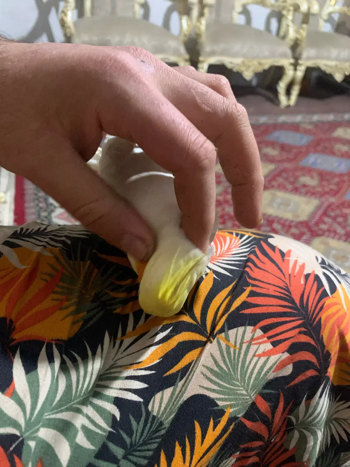 عروس هلندی|پرنده|قدس, شهرقدس|دیوار