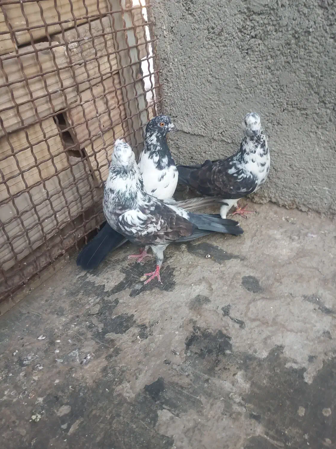 کفتر تهرانی|پرنده|محمدشهر, علی آباد گونه|دیوار