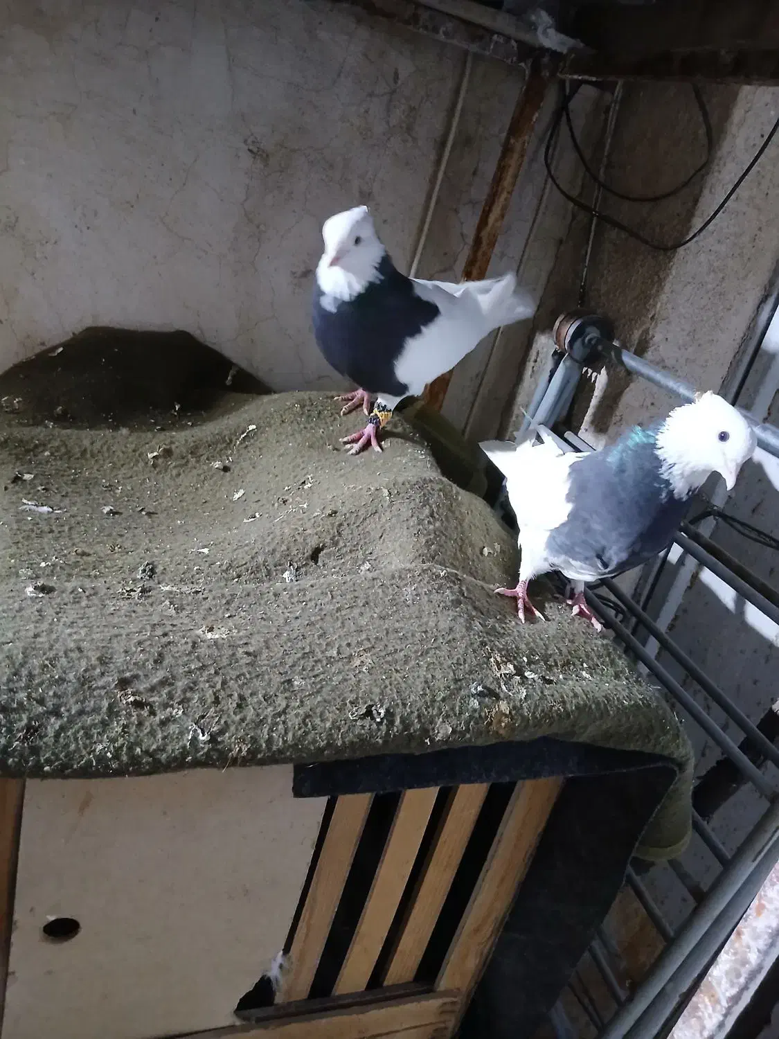 کبوتر طوقی|پرنده|شیراز, تحویلی|دیوار