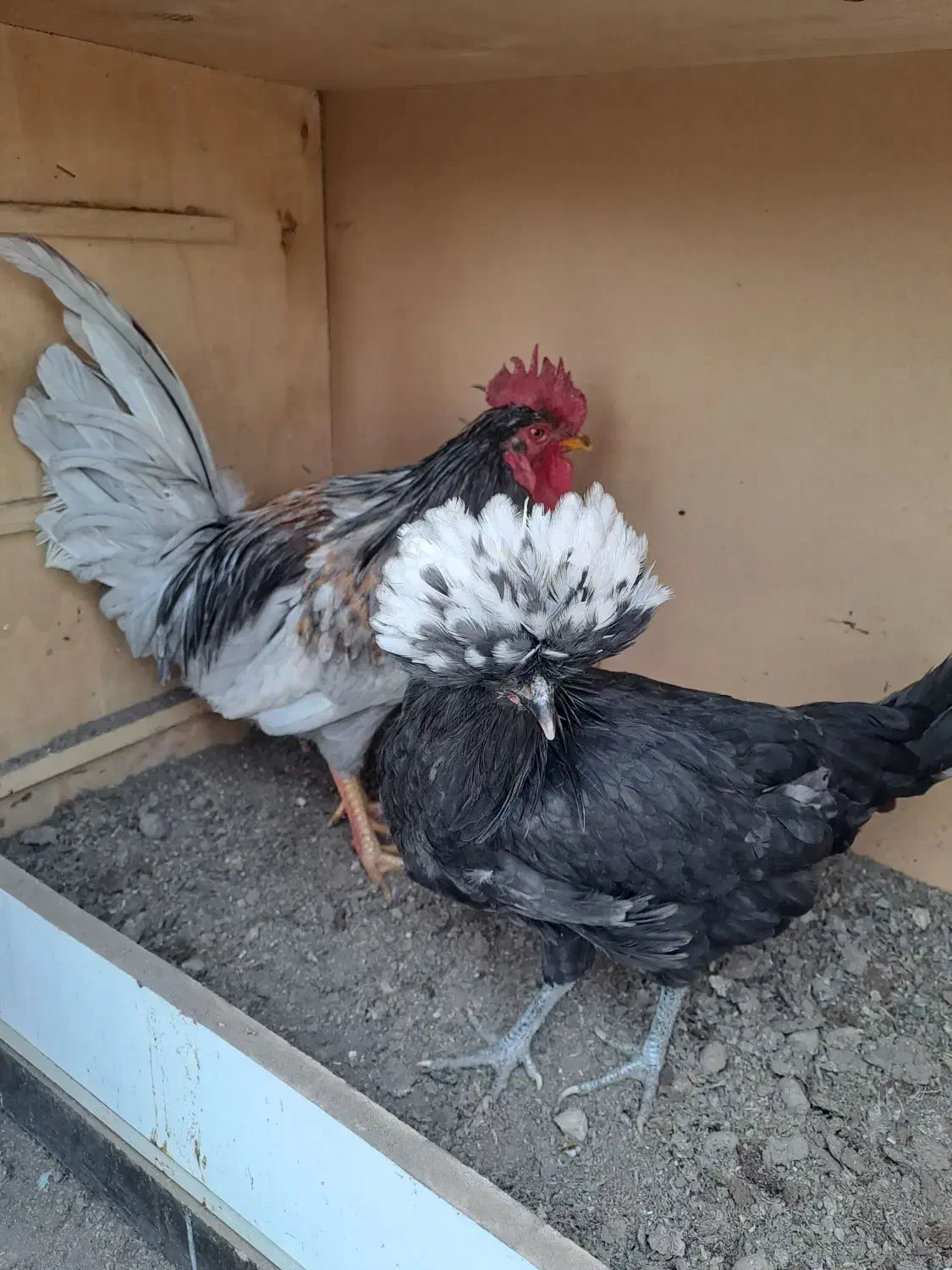 مرغ وخروس محلی|حیوانات مزرعه|تهران, جوادیه|دیوار