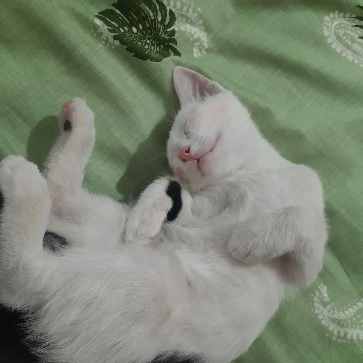 اجتماعی|گربه|اردبیل, |دیوار