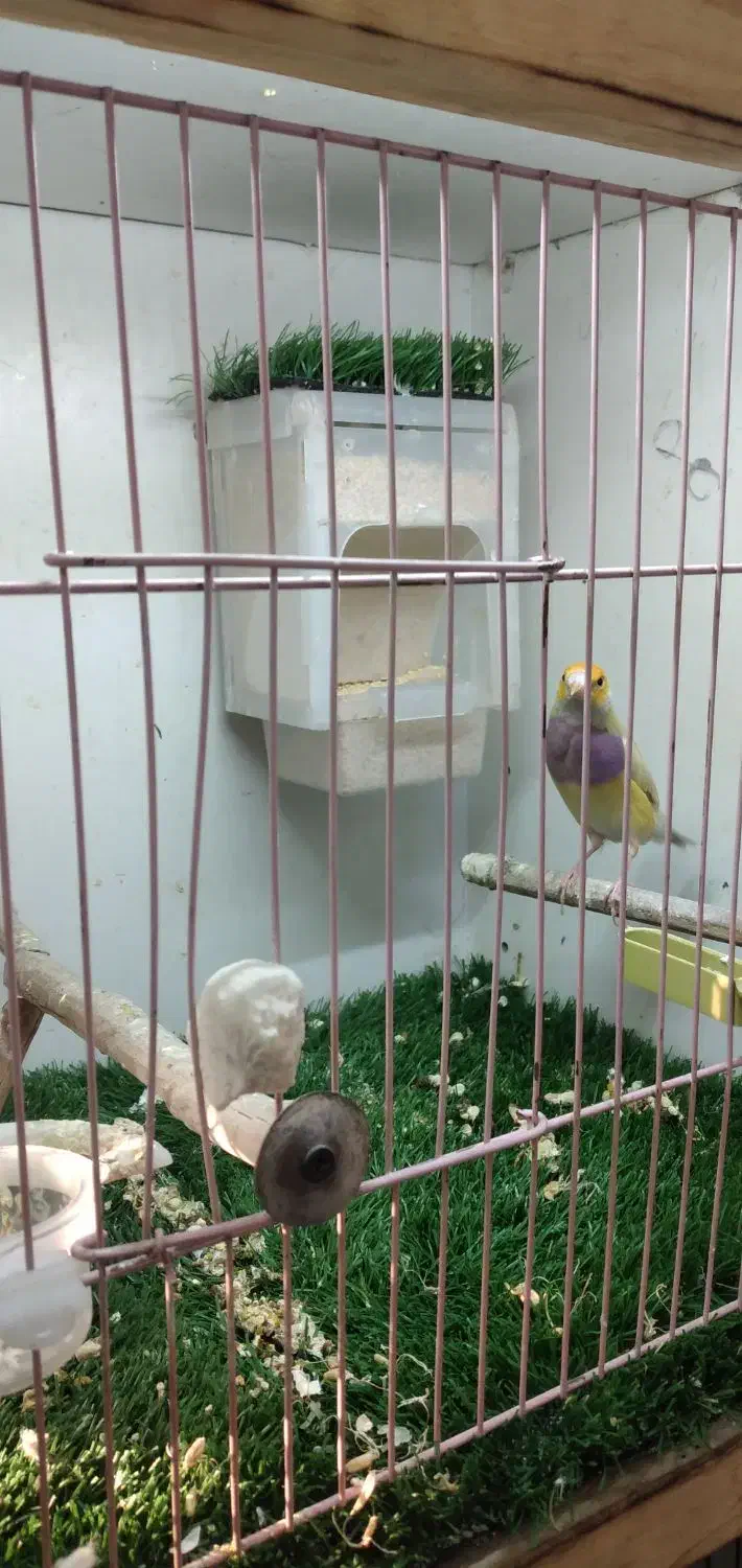 فنچ گلدین ماده|پرنده|تهران, هفده شهریور|دیوار