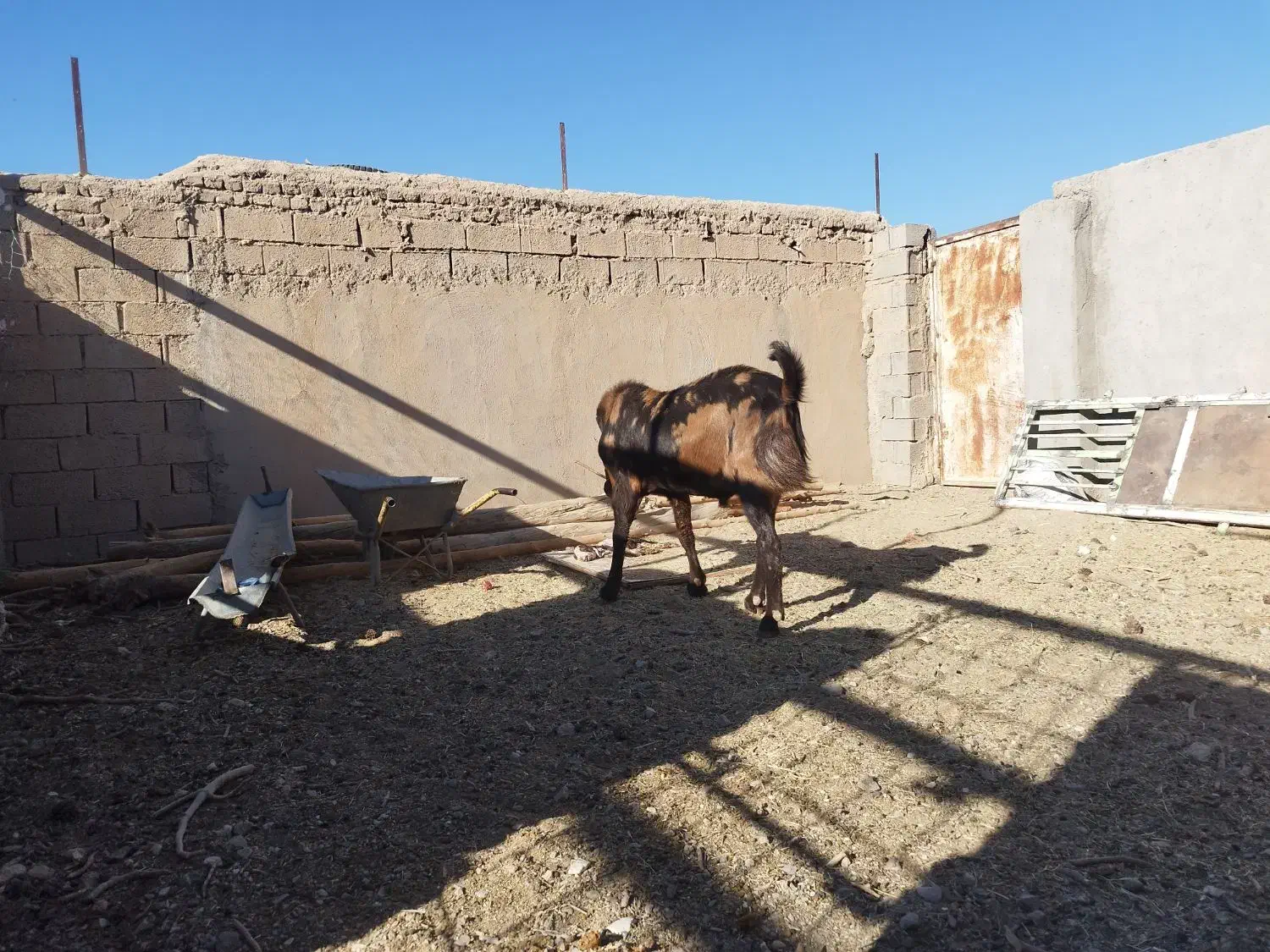 بز پاکستانی|حیوانات مزرعه|خواف, |دیوار