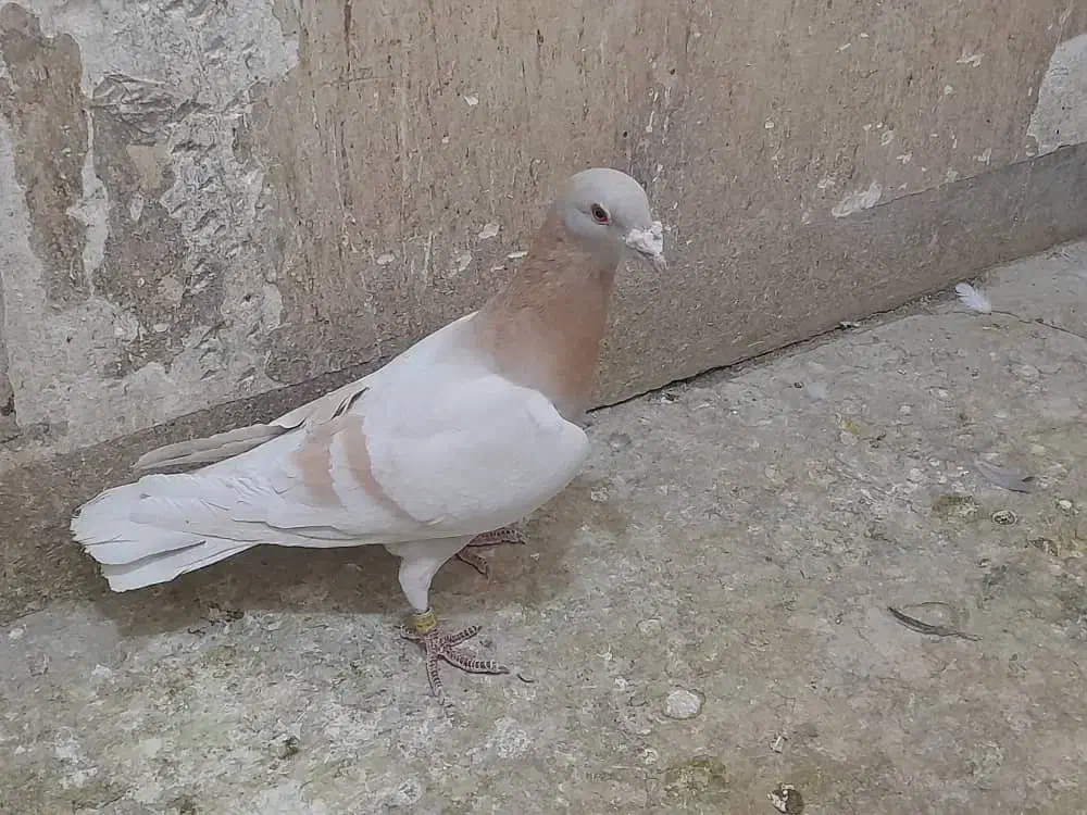 پلاکی|پرنده|شیراز, شهرک گلستان|دیوار