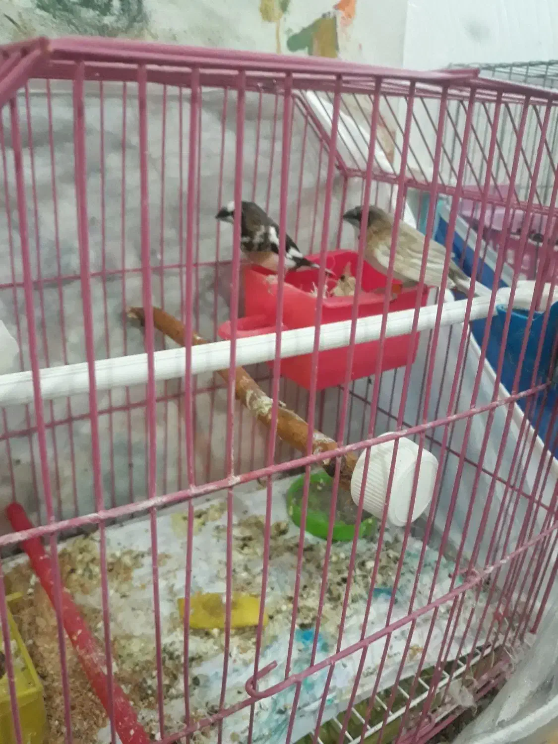 فنچ بنگالی|پرنده|تبریز, |دیوار