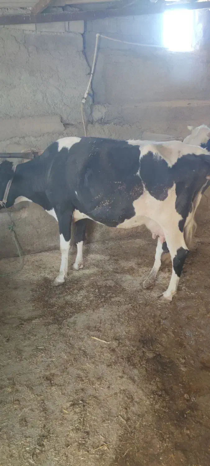 گاو خشک|حیوانات مزرعه|ایوان, |دیوار