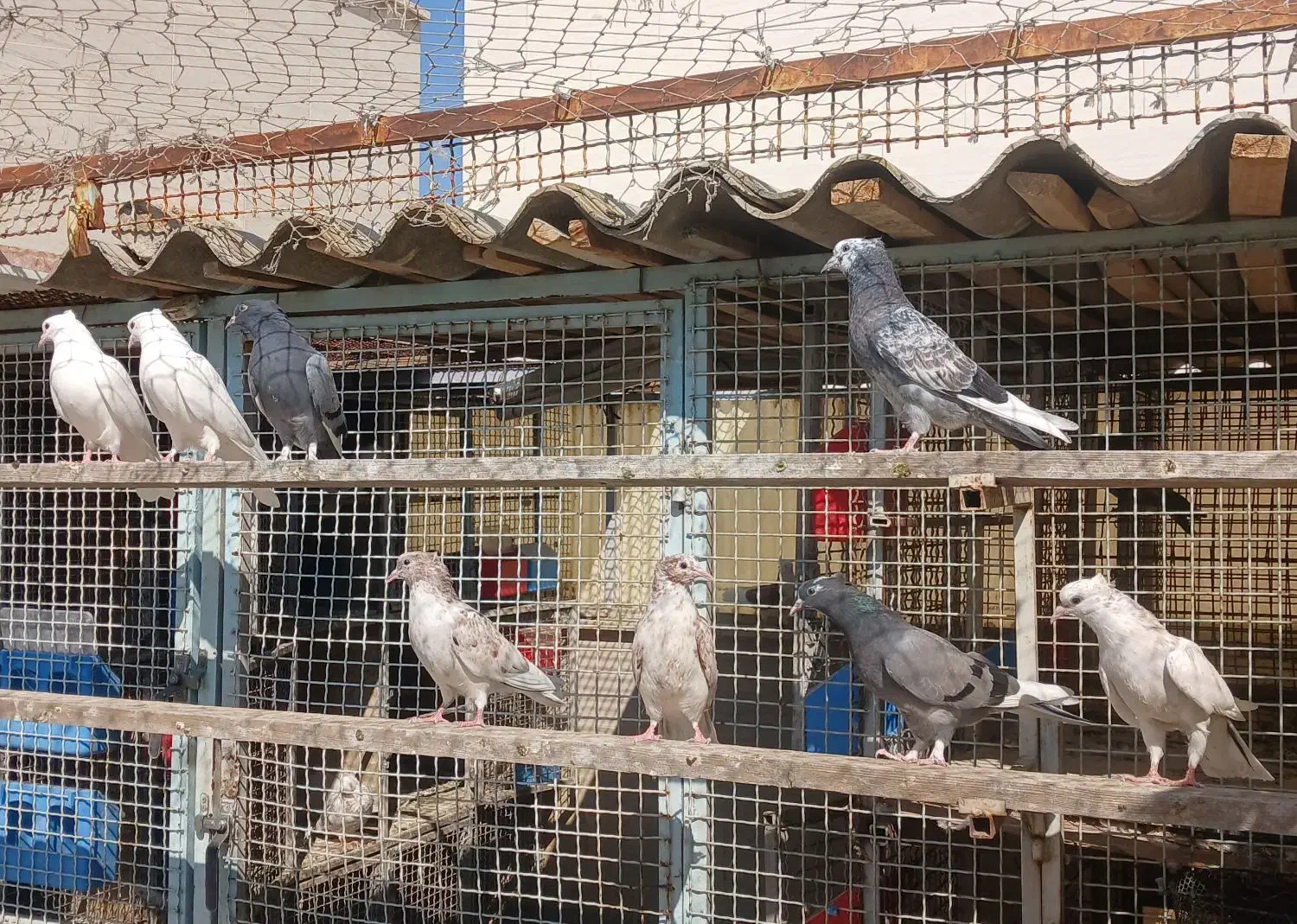 جوجه پرشی|پرنده|تهران, فلاح|دیوار