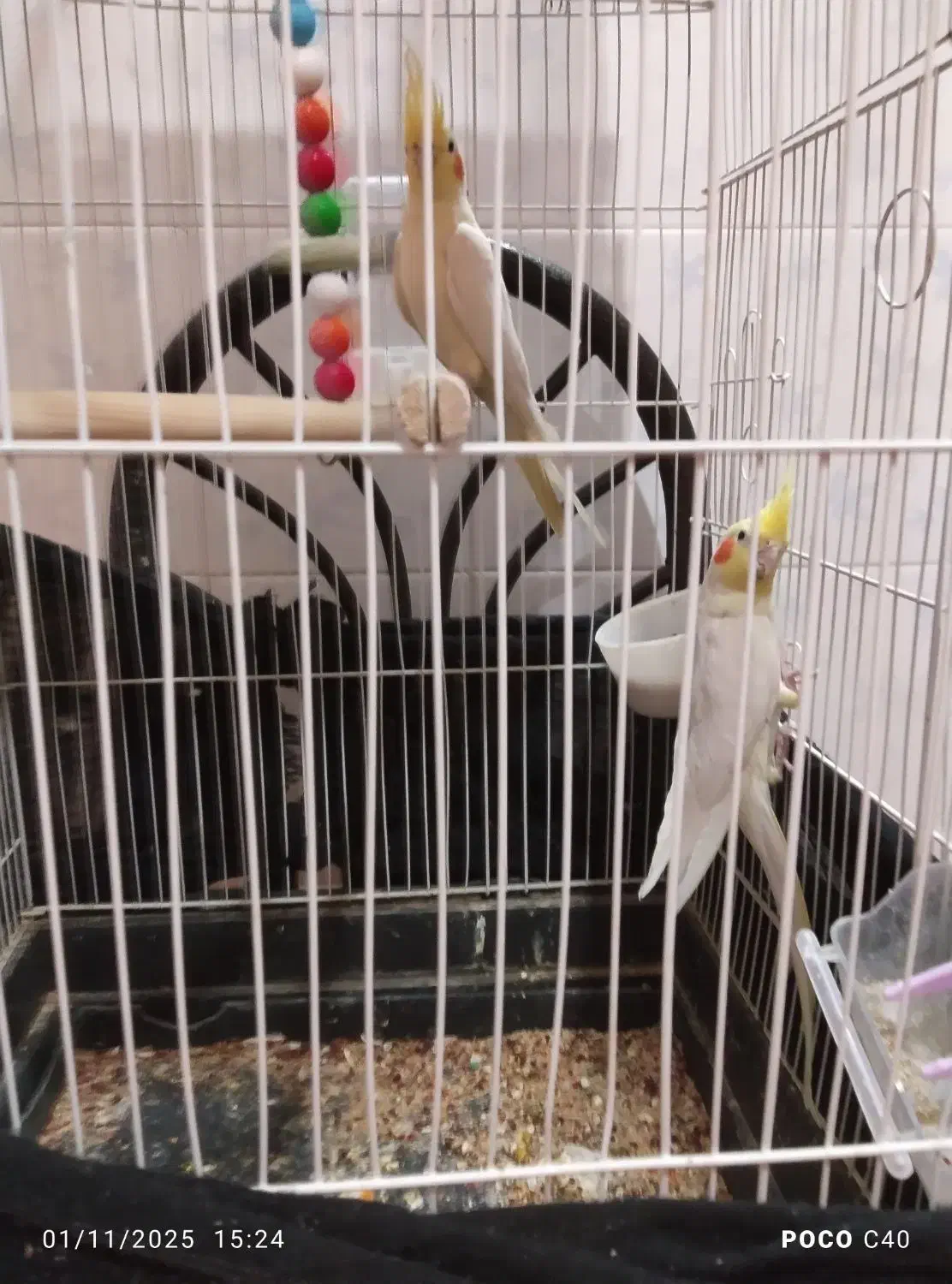 عروس هلندی|پرنده|بیرجند, |دیوار