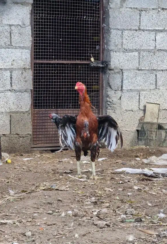 خروس لاری قلم سبز|حیوانات مزرعه|رشت, کوی مهر|دیوار