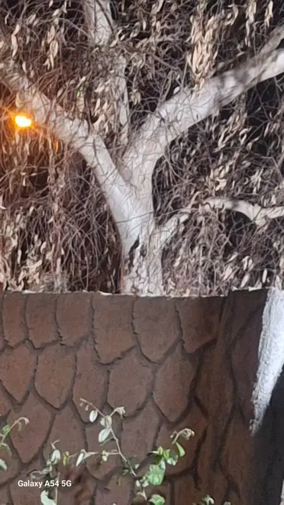 بریدن انواع درختان ایستاده|خدمات باغبانی و درختکاری|بوشهر, |دیوار