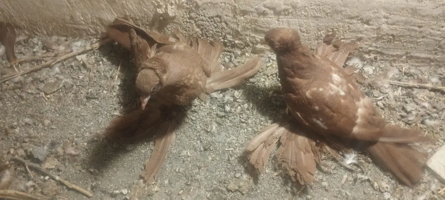 جفت کبوتر پاپر کاکلی خیلی قشنگ سر حال|پرنده|پیرانشهر, |دیوار