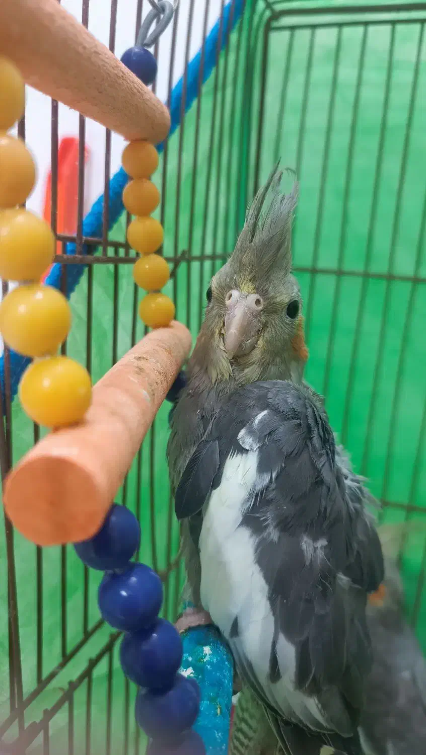 عروس هلندی دوتا بخر ۳ تا ببر|پرنده|قائمشهر, |دیوار