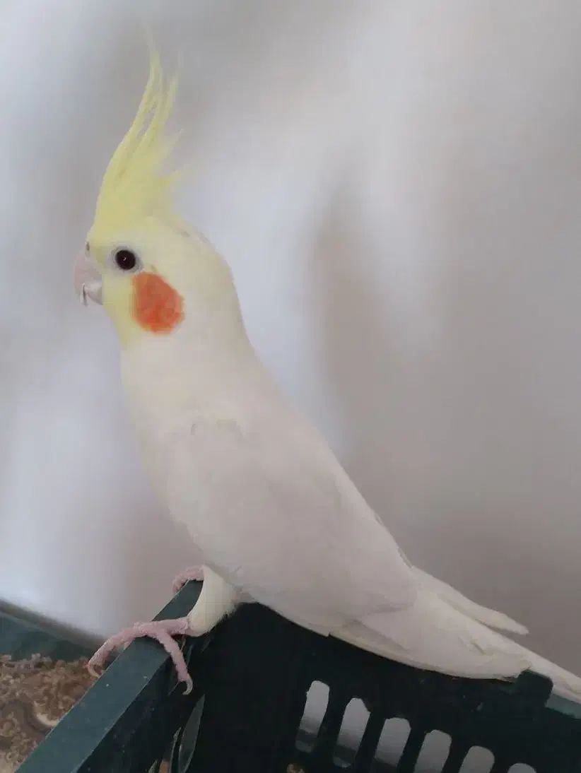 عروس هلندی|پرنده|اهر, |دیوار