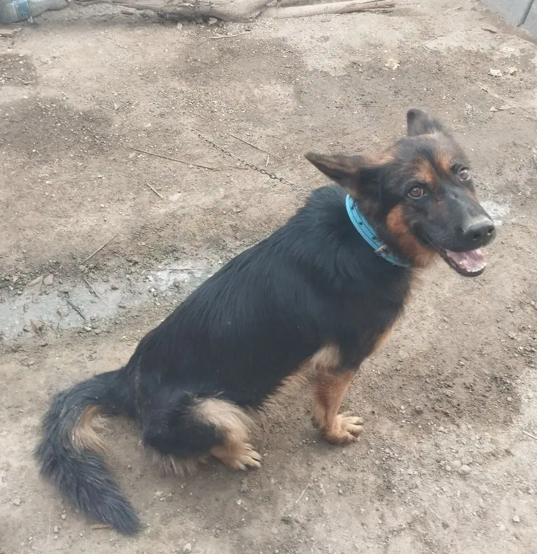 سگ ژرمن|سگ|بیکاه, |دیوار