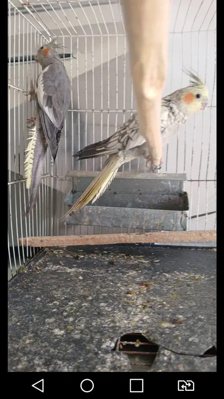 عروس هلندی|پرنده|نیشابور, بنیاد شهید|دیوار