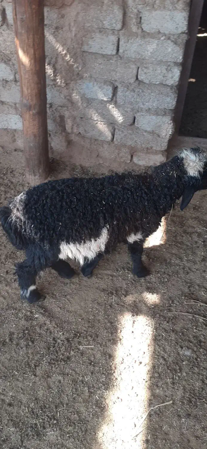 ۱۱۰۰۰۰۰۰|حیوانات مزرعه|لار, |دیوار