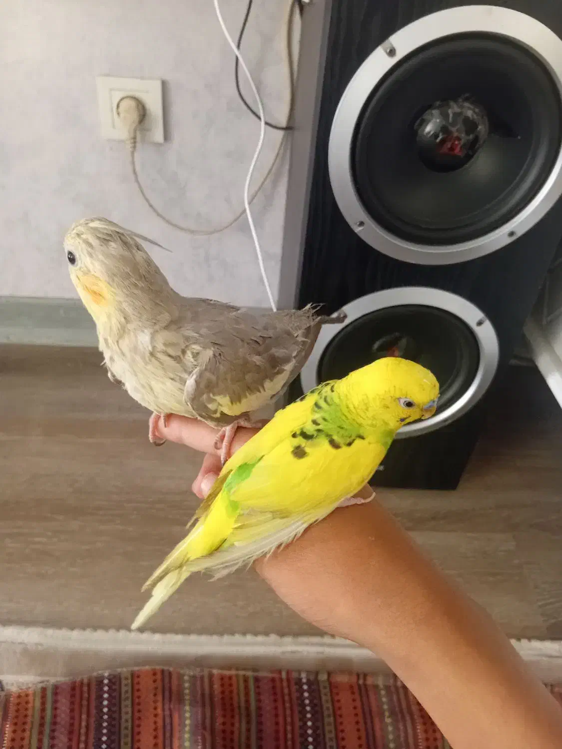 عروس هلندی با مرغ عشق|پرنده|قدس, شهرقدس|دیوار