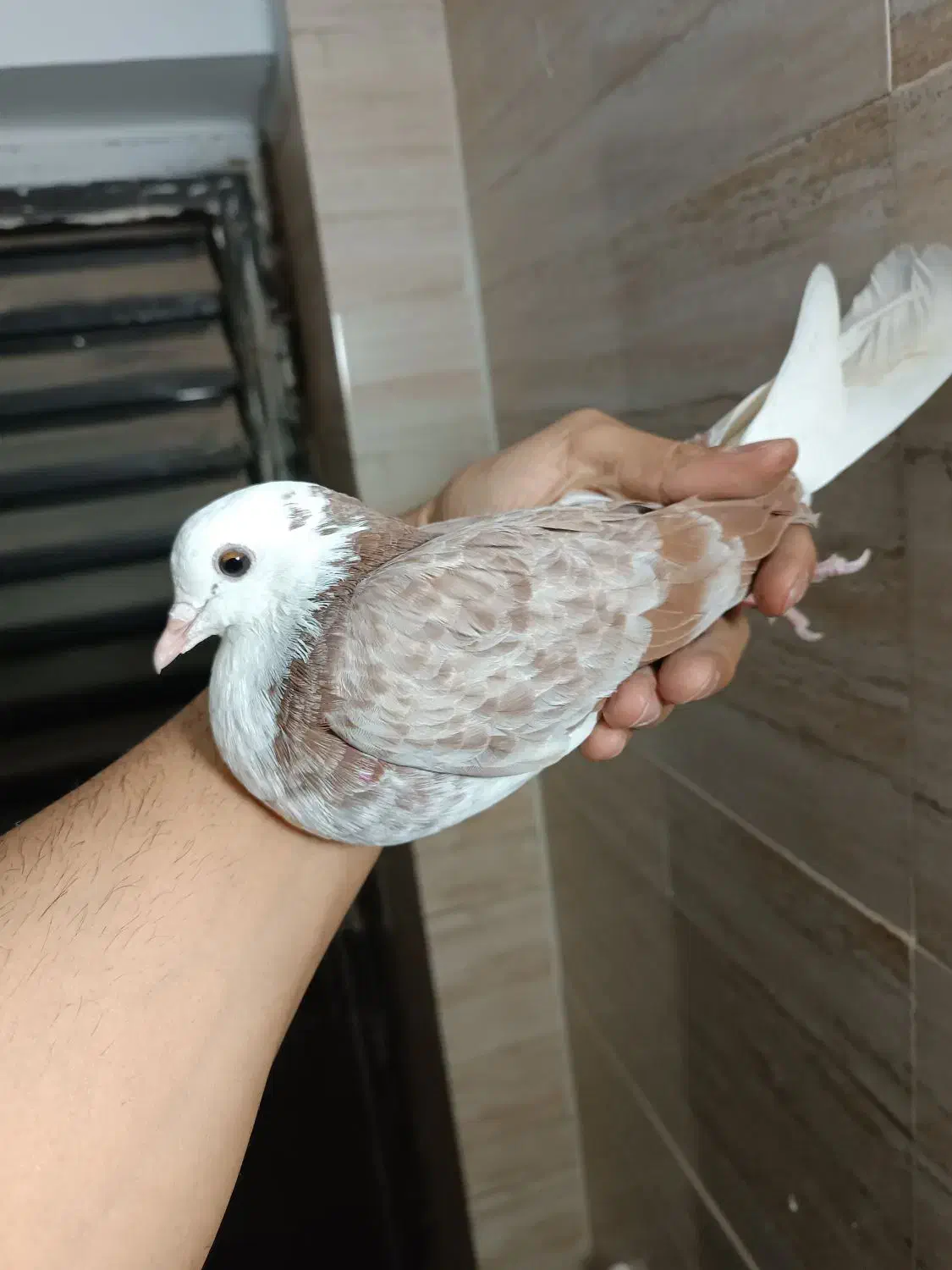 کفتر شازده|پرنده|فردیس, شهرک ناز|دیوار