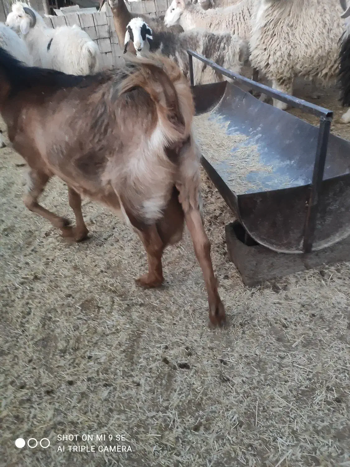 بر دورگ سرمایه|حیوانات مزرعه|کرمان, |دیوار