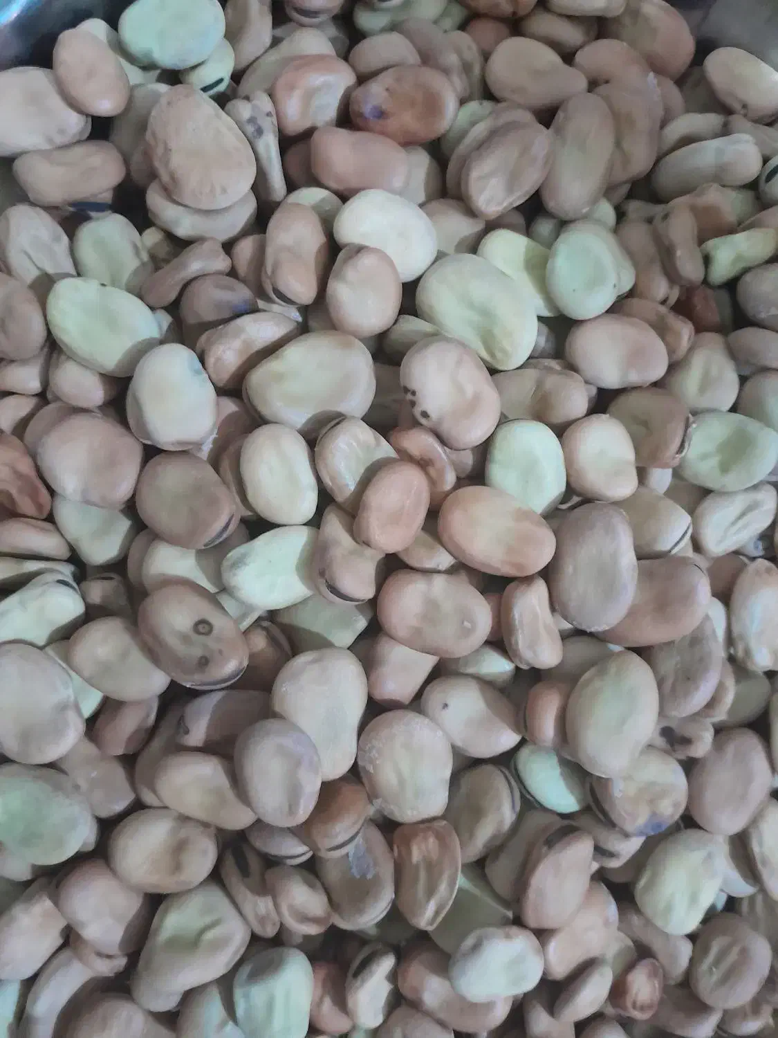 باقلا|خوردنی و آشامیدنی|قائم‌شهر, |دیوار
