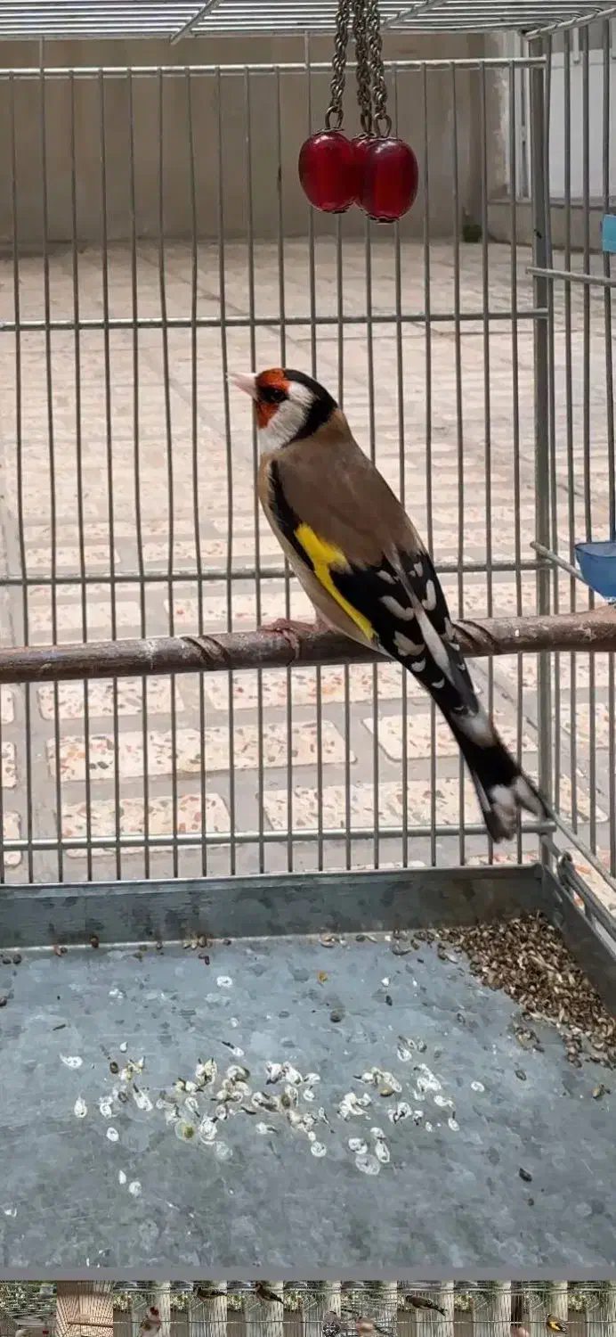 سهره نر|پرنده|تهران, مشیریه|دیوار