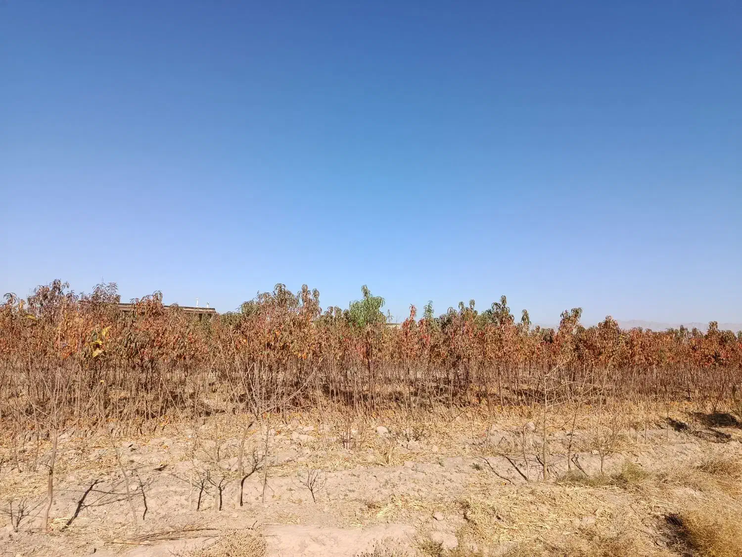 نهال میوه  سه ساله|خدمات باغبانی و درختکاری|مشهد, دهشک|دیوار