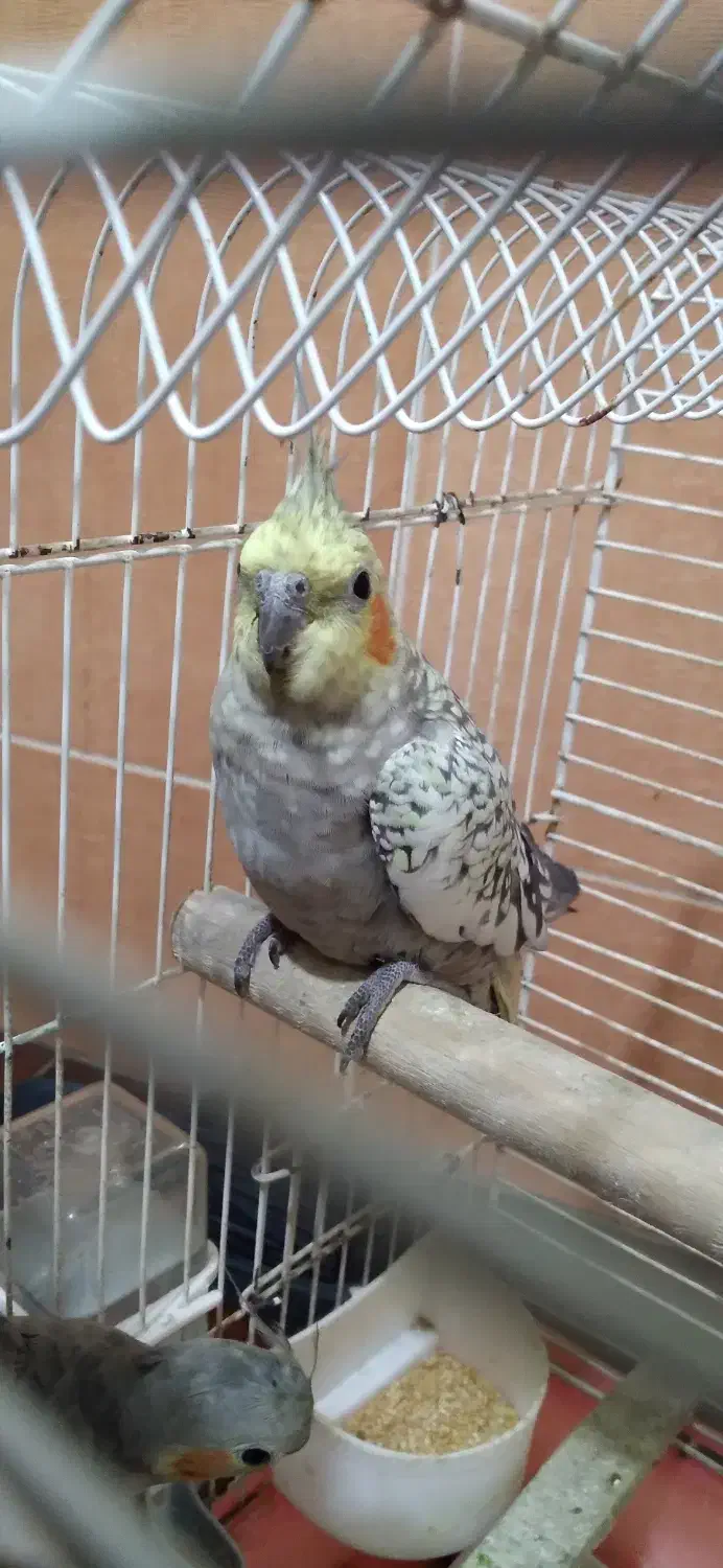 عروس هلندی|پرنده|کردکوی, |دیوار