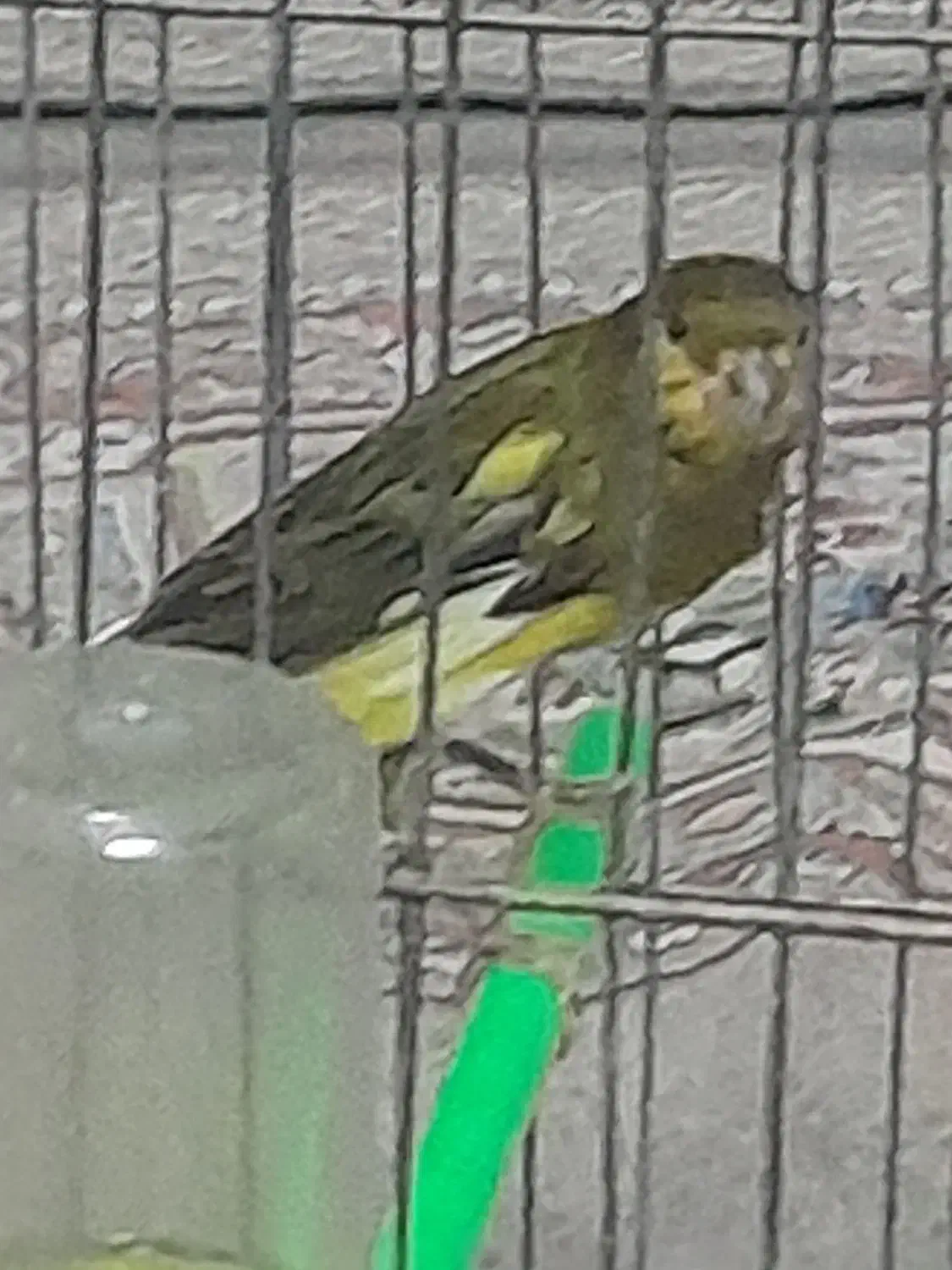 قناری نر|پرنده|تربتحیدریه, پائین ولایت|دیوار