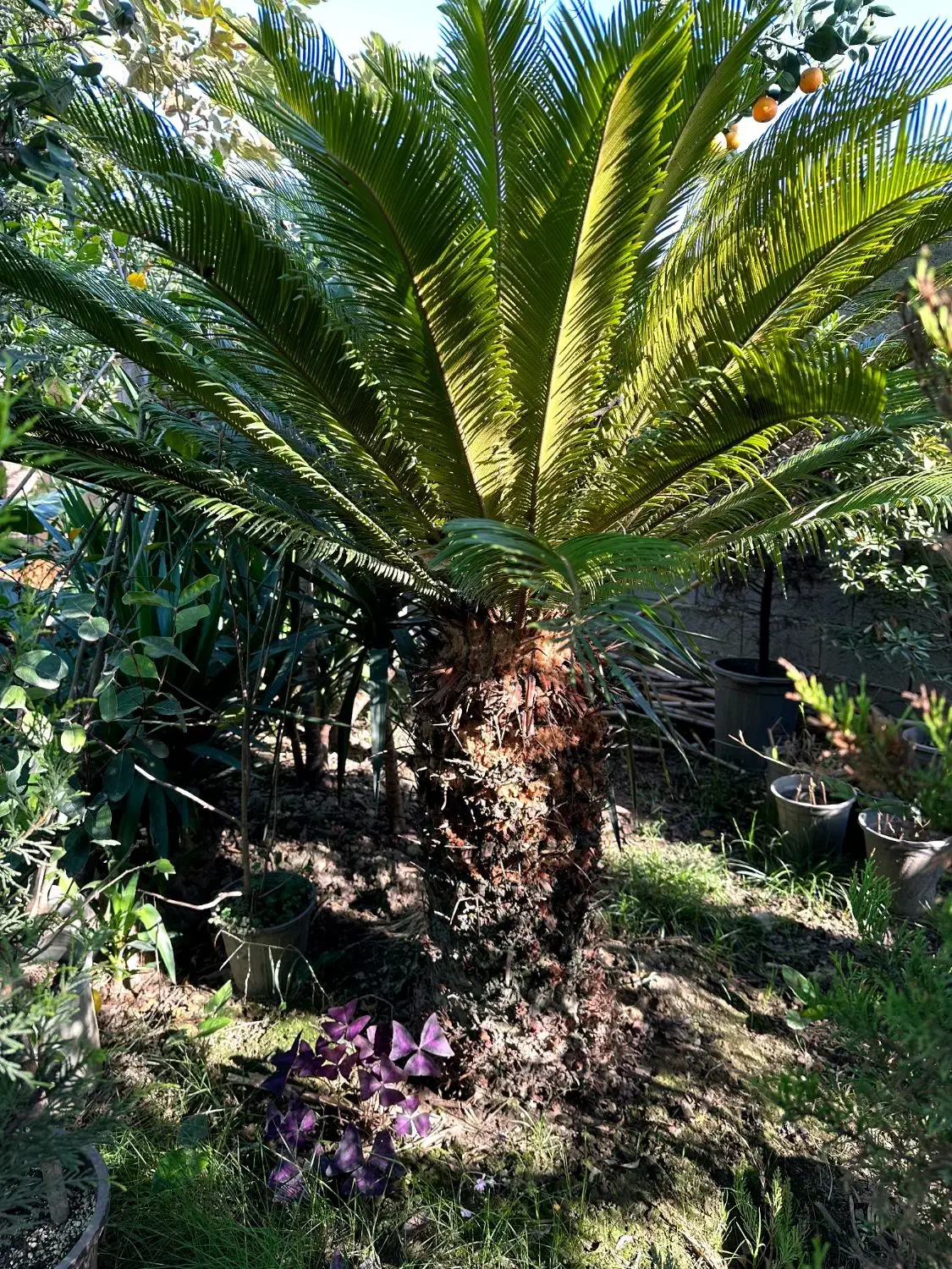 درختچه زینتی سیکاس غول پیکر|گل و گیاه طبیعی|آمل, |دیوار