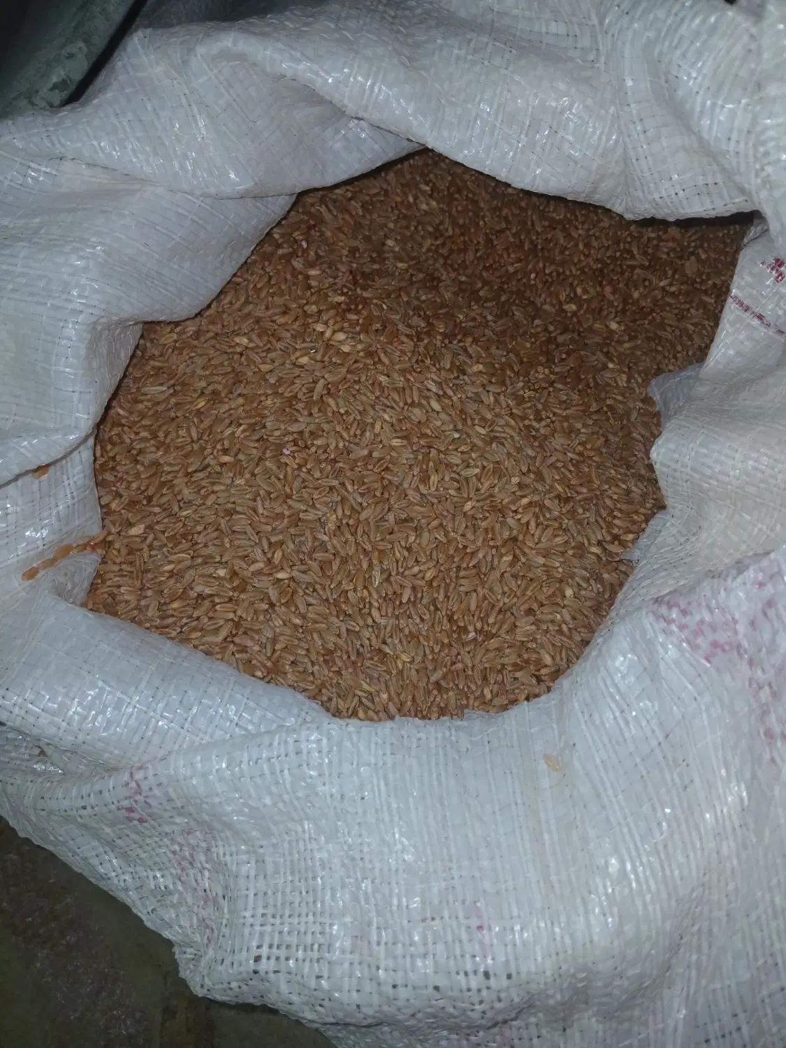 گندم|خوردنی و آشامیدنی|کارزان, |دیوار
