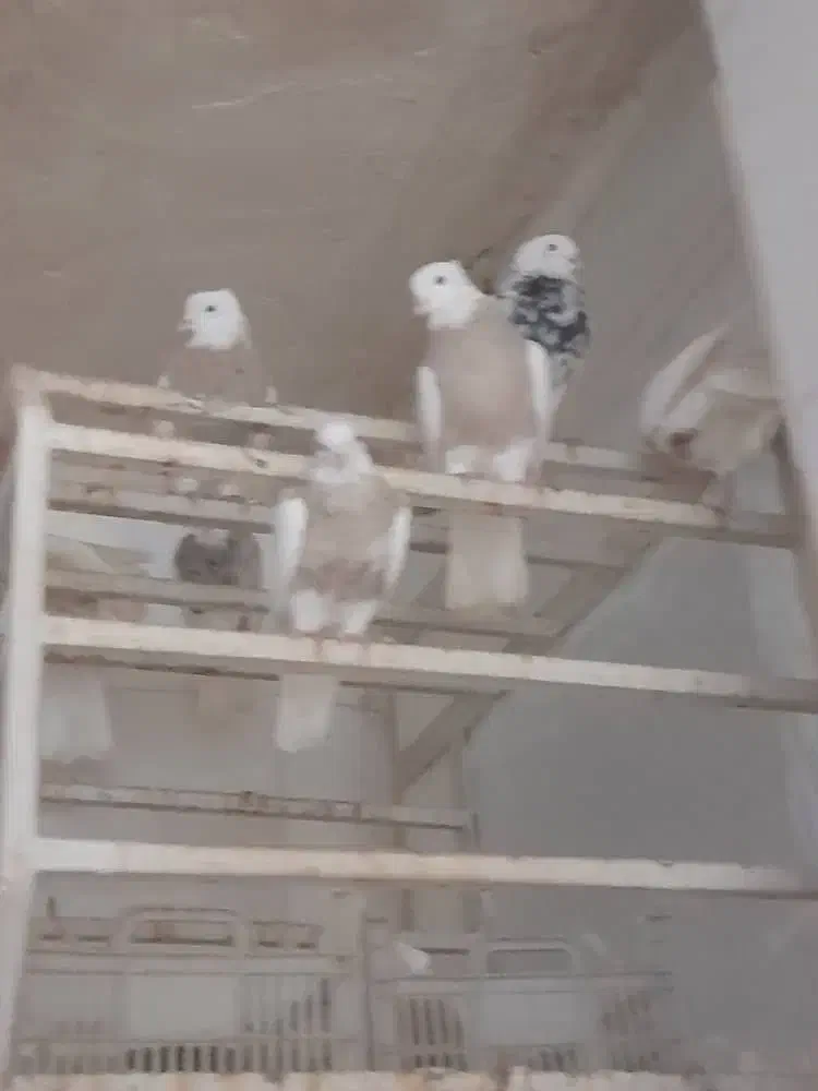 ۱۵ عدد طوقی بی نقص|پرنده|امیدیه, |دیوار