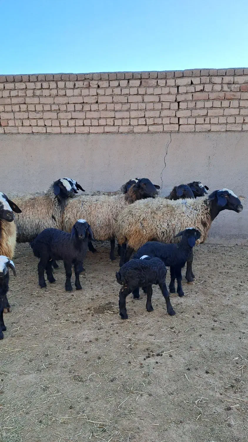 نژاد اصیل و برتر ایران|حیوانات مزرعه|مهریز, |دیوار