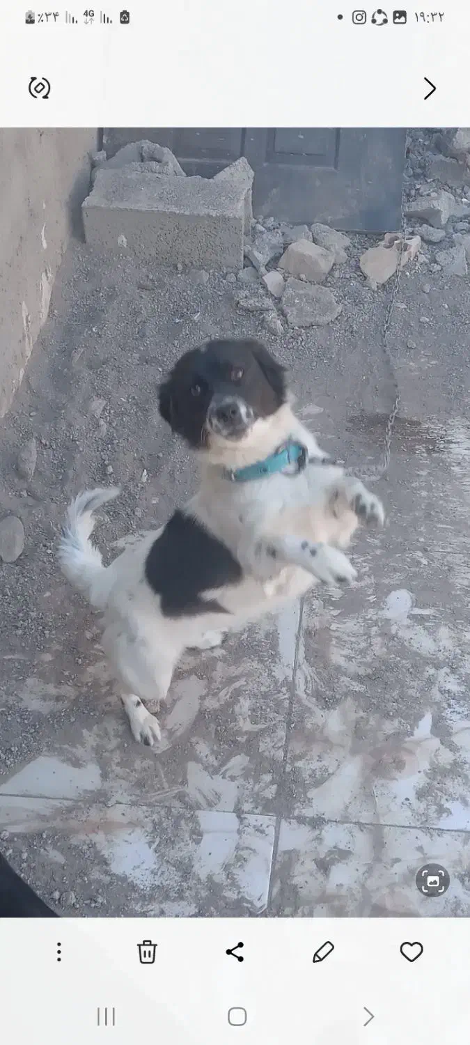 پاکوتا ماده خراسانی گیرند|سگ|نیشابور, فخریه|دیوار