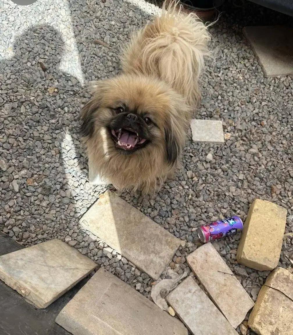 دو قلاده سگ پاکوتاه|سگ|یزد, |دیوار