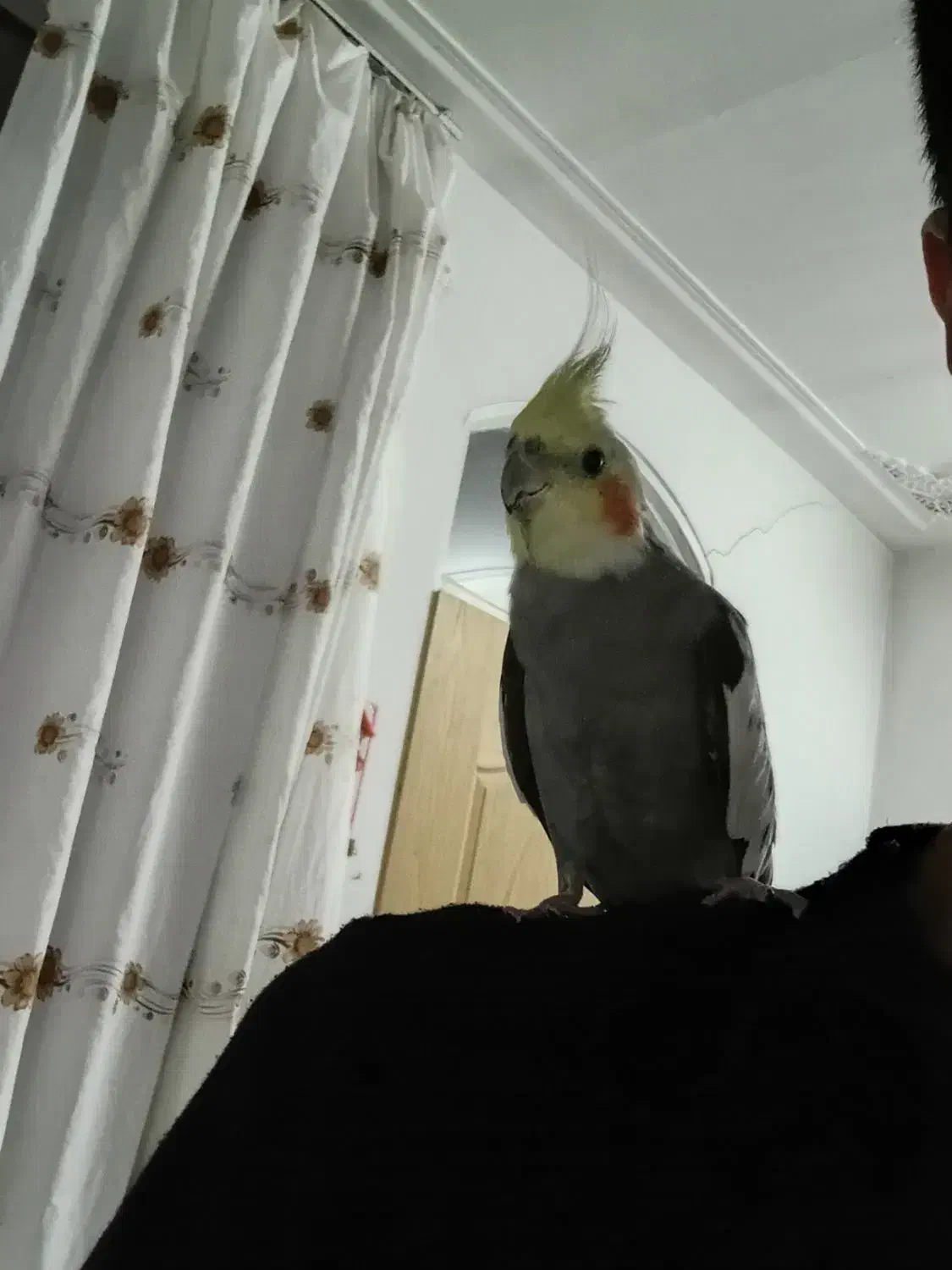 عروس گمشده به یابنده مژدگانی زیاد داده میشود|پرنده|قم, نخودی|دیوار