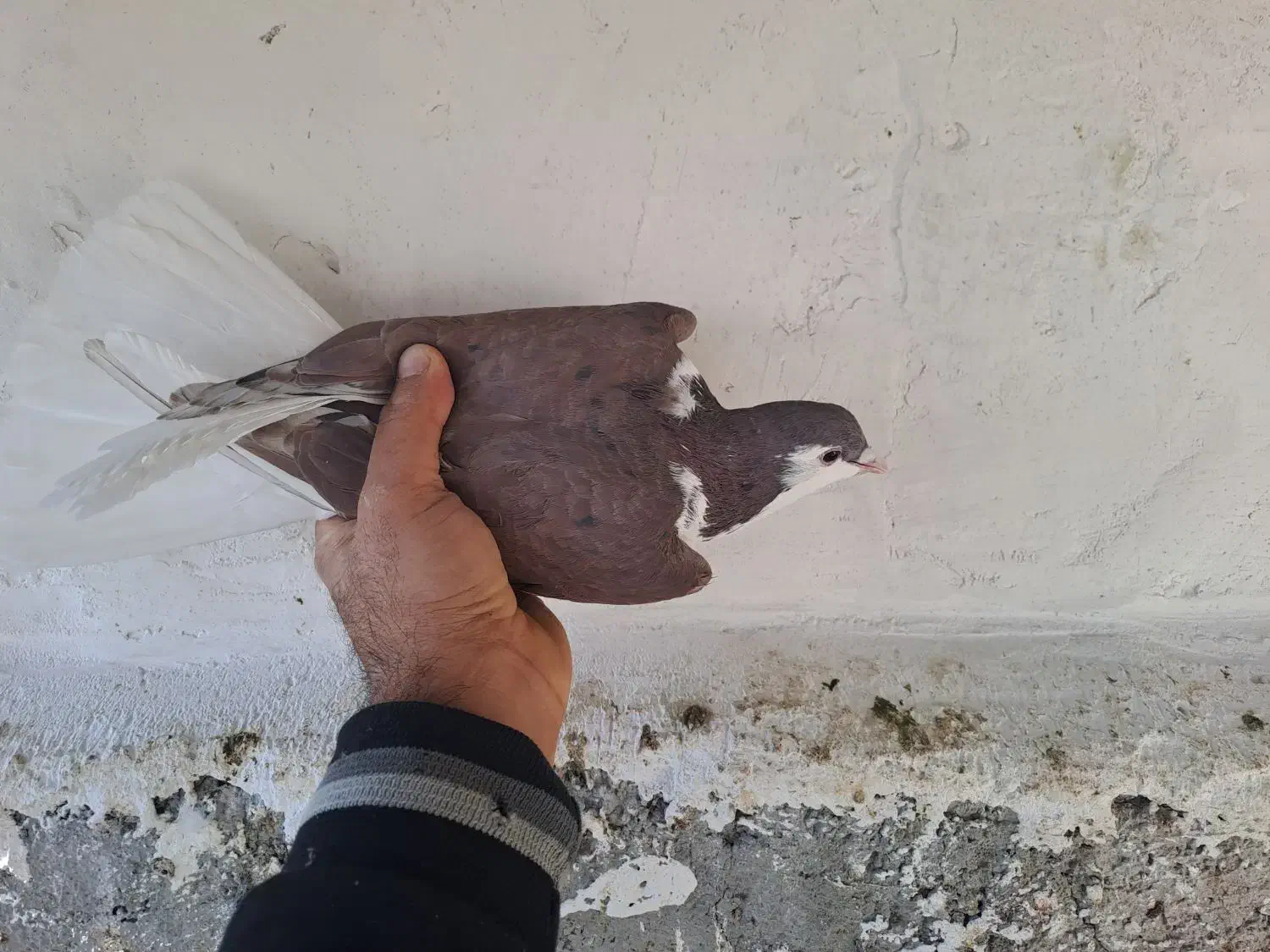 کفتر طاقی|پرنده|کاشان, فاز ۲ ناجی آباد|دیوار