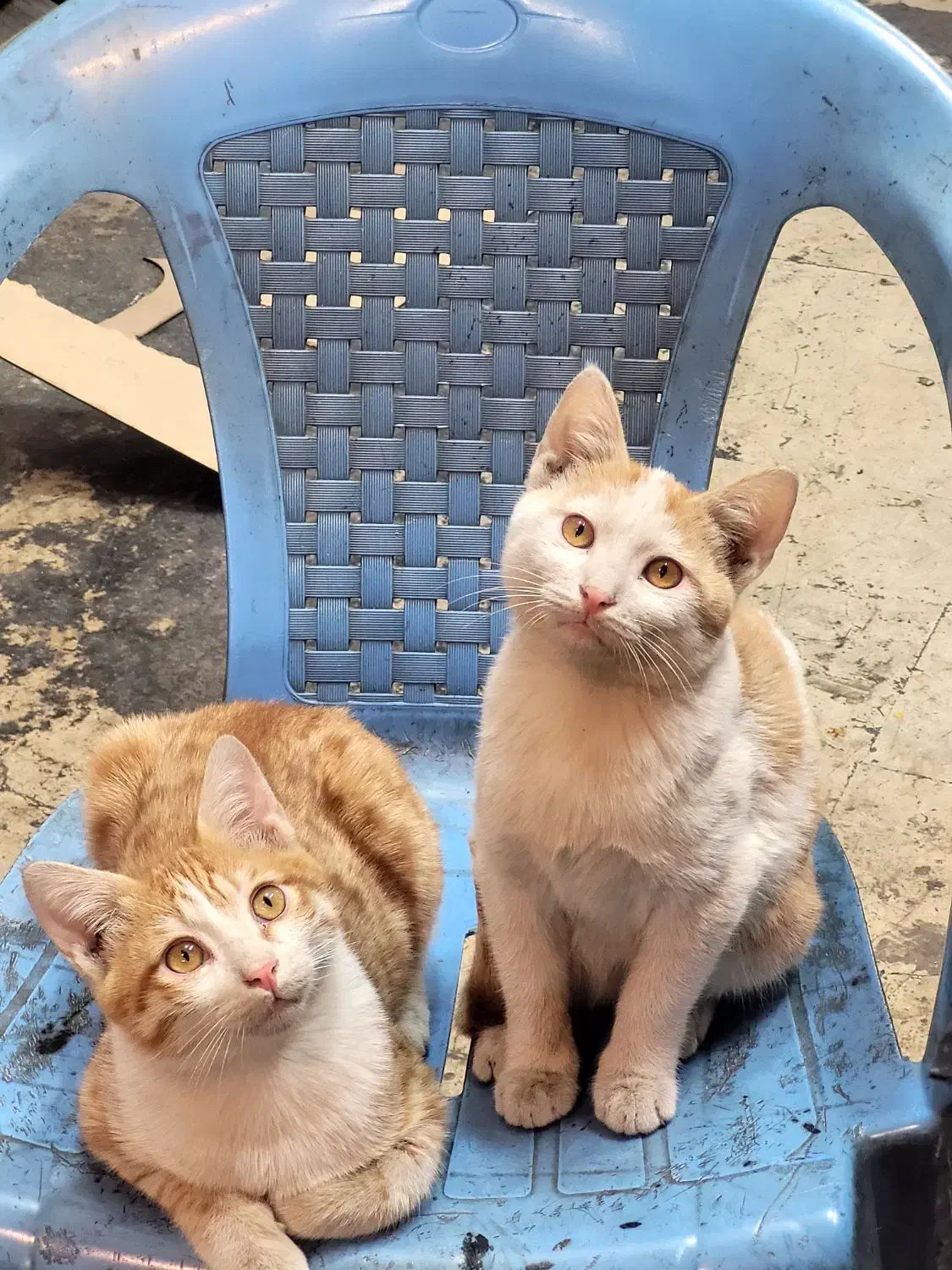 واگذاری گربه نارنجی خوشگل و با نمک|گربه|تهران, مسعودیه|دیوار