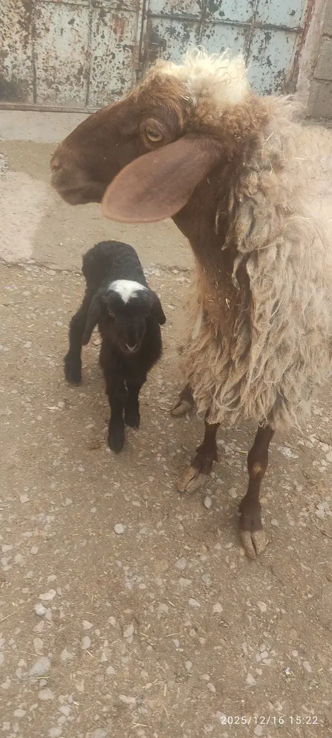 میش وبره|حیوانات مزرعه|کرمانشاه, |دیوار